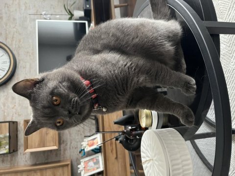 British shorthair duman için ömürlük yuva arıyoruz