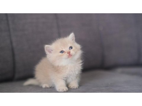 Safkan british shorthair cy 12 erkek
