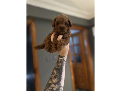 12 yıllık üreticiden toy poodle yavruları