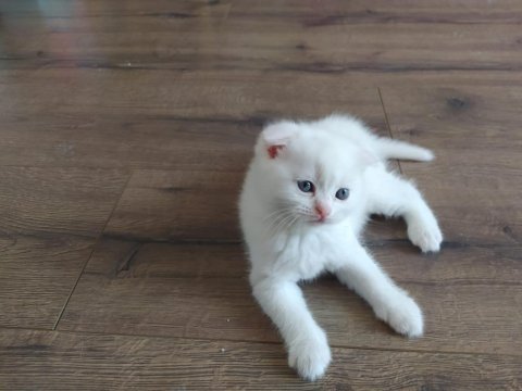 Bembeyaz scottish fold yavru yeni ailesini arıyor