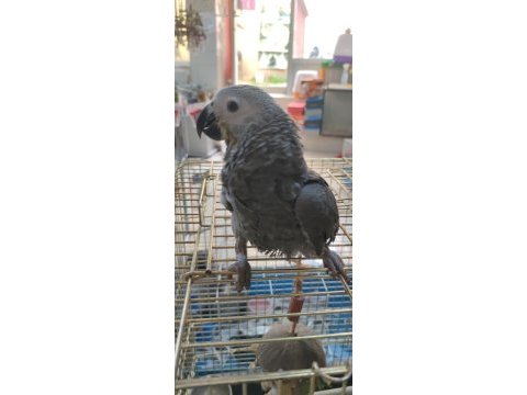 Bebek jako papağanı açıklamayı okumadan aramayın takas olur