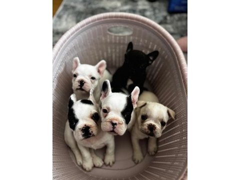 Yeni aileye hazır french bulldog yavrular