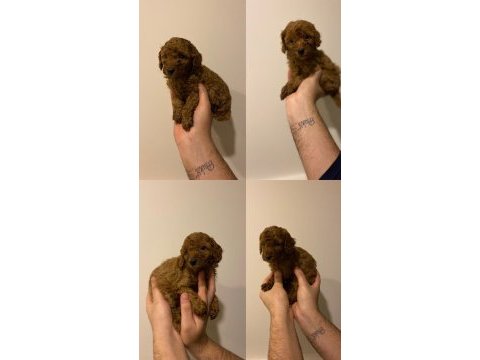 Erkek dişi toy poodle yavrular
