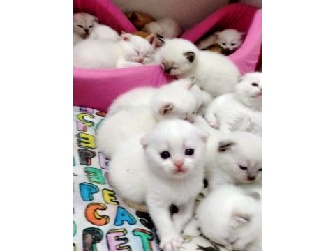 Uygun sahiplendirilecek british shorthair
