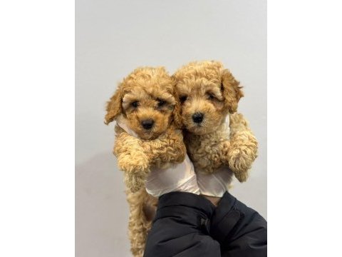 Poodle bebekler