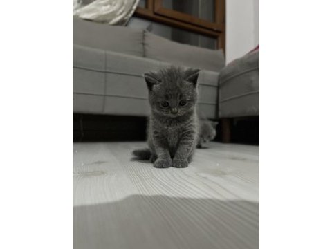 Erkek british shorthair sağlıklı oyuncu