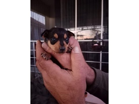2 aylık sağlıklı oyun delisi ev ortamından yavru köpekler