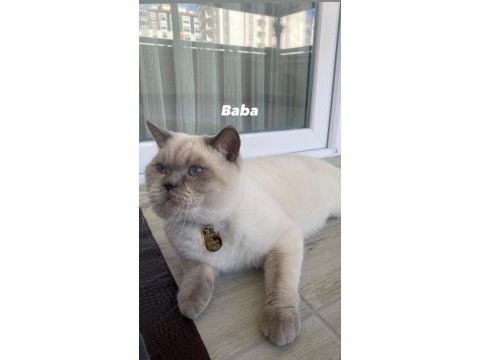 Blue point beyaz british shorthair