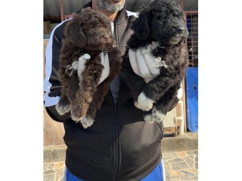 Logotto romanov türüf mantarı köpeği 
