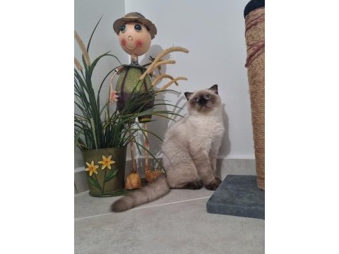 2 yaşında blue point scottish fold