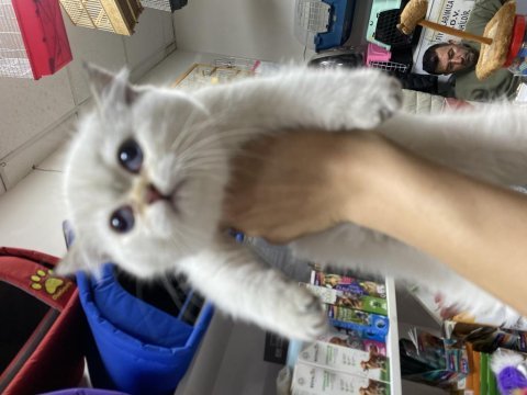 Dünya tatlısı british shorthair yavrularımız 