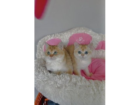 Scr li anne babadan golden ny12 brıtıah shorthair 