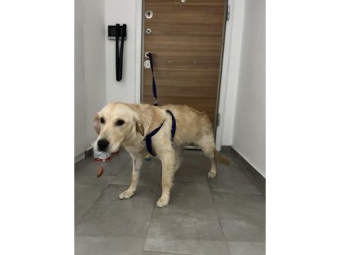 7 aylık erkek orjınal golden retriever