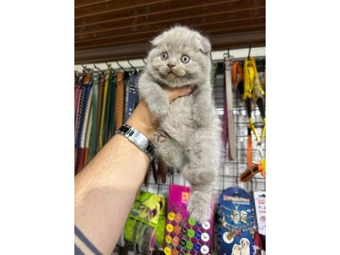Scottish fold bebekler