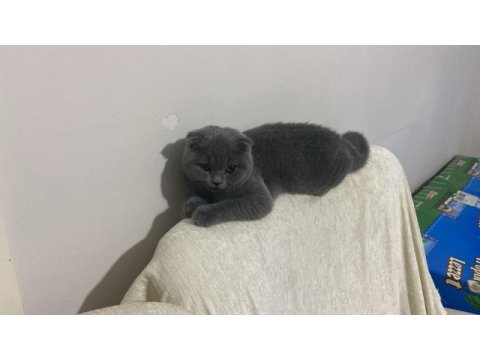 Scottish fold kedimizi sahiplendirme