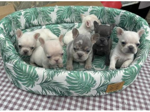 Egzotik french bulldog a kalite