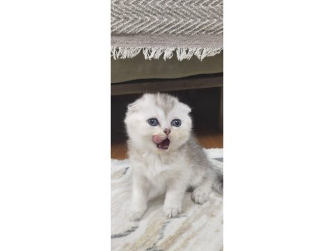 Golden ve blue point bebek kediler
