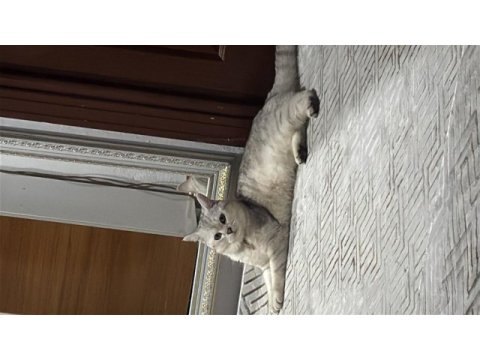Kedimizi sahiplendirmek