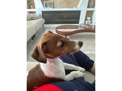 Jack russell iş dolayısıyla sahiplendirmek istiyorum