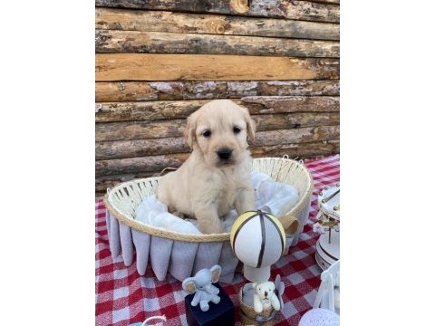 Baby face safkan golden retriever yavrularımız