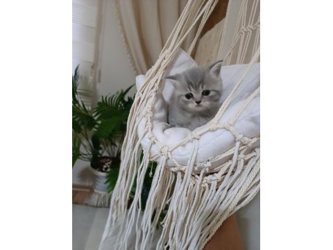 Sevimli british shorthair bebekler