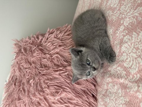 British shorthair 40 günlük dişi kedimiz