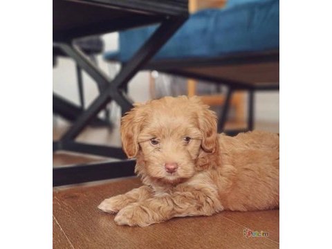 Orjinal teacup maltipoo yavrular