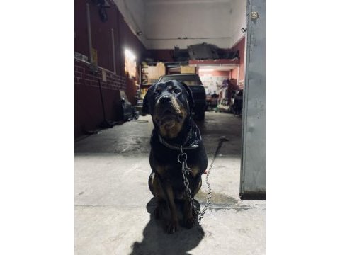 Dişi rottweiler