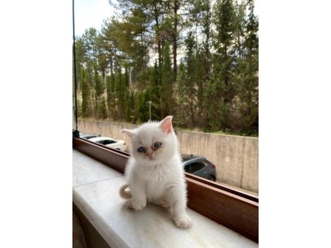 British shorthair red point