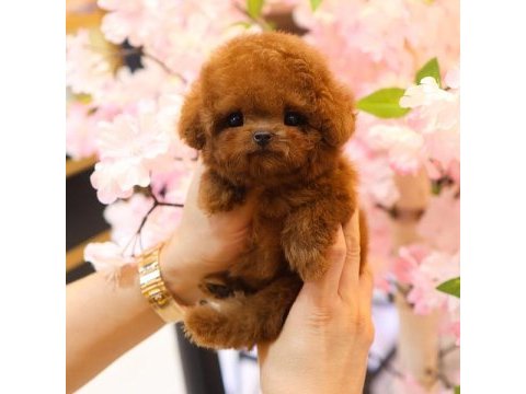 Wc eğitimli super zeki toy poodle bebeklerimiz