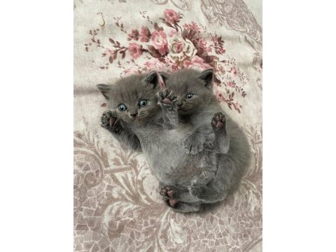 British shorthair yavrulara acilen yuva aranmaktadır