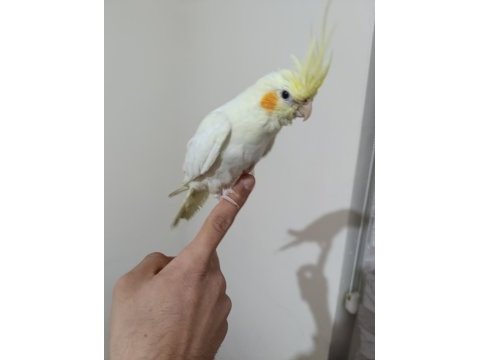 Yavru sultan papağanı ele alışkın