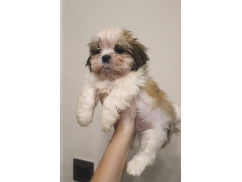 Ev ortamında büyüyen safkan shih tzu yavruları