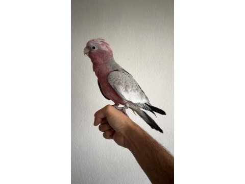 Ful evcil yavru gül kakadu
