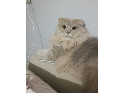 Kehribar gözlü british longhair oğlum