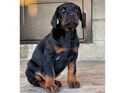 Dişi erkek doberman kapıda ödemeli güvenli sistem