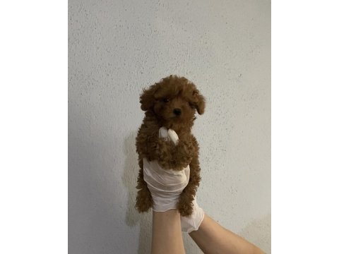 Ev üretimi izmir de orjinal toy poodle