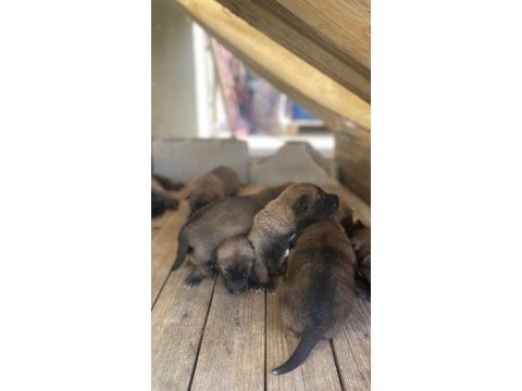 Belçika kurdu aplas 3 erkek ve 1 dişi