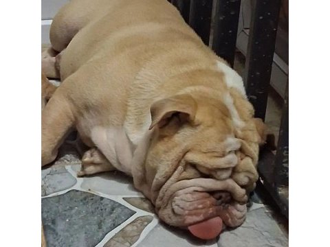 Premium egzotik ingiliz bulldog özel dost