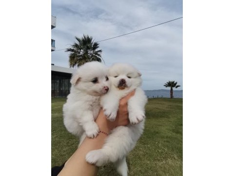 50 günlük pomeranian yavrular