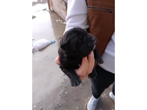 Cane corso yavrularımız doğmuştur