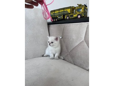 2 aylık yavru kedilerimiz sahiplendirilecek