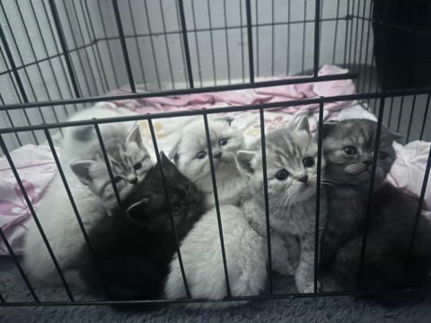 7 adet rezerveye açık british shorthair yavrularımız