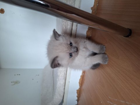 British shorthair bebeklerimiz