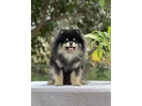 Black tan pomeranian boo erkek