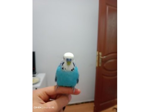 Muhabbet kuşu ele alışkın