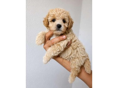 Tuvalet eğitimli maltipoo yavrular