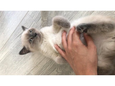 3 aylık british shorthair