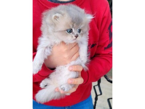 Blh ay12 dişi british longhair