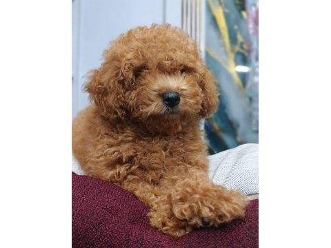 Irk ve sağlık garantili toy poodle yavrumuz